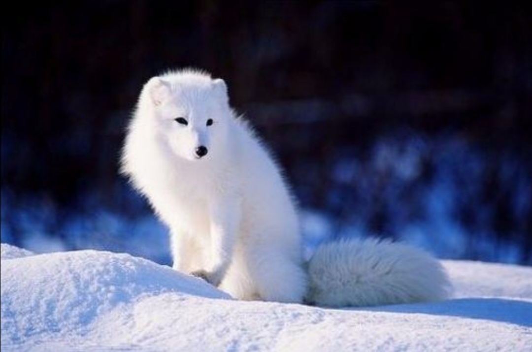 《银狐》领略大宋风采,雄主西域崛起:经典回顾(一) - 起点专栏