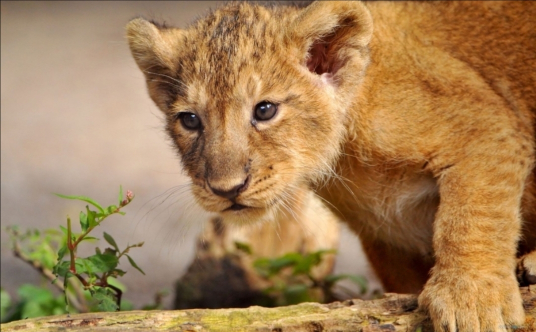 卑微的凯瑟琳,凶残的小母狮,让人心疼又无奈的角色-起点专栏